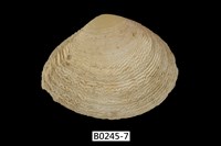 藏品(波紋櫻蛤)的圖片